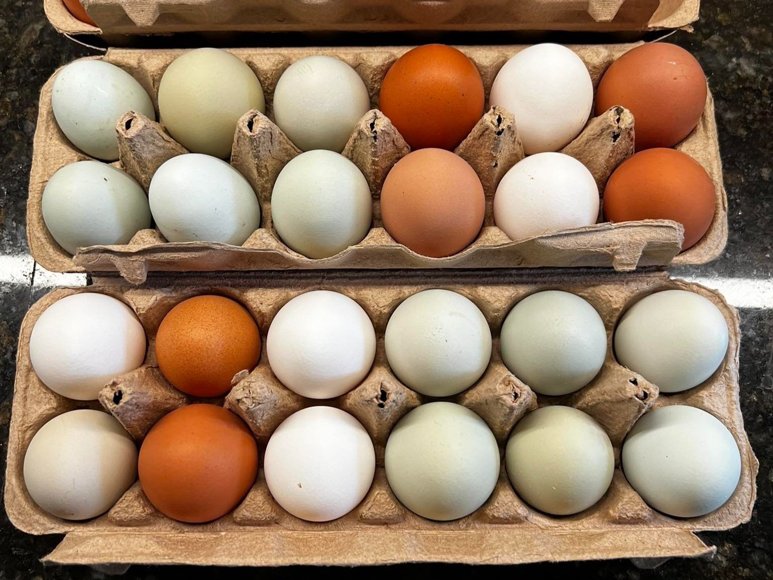 487993049_122117538860741856_7276350123060661487_n Fresh farm eggs in assorted colors, including brown, white, and blue, arranged in two egg cartons on a dark countertop. Perfect for cooking and baking.